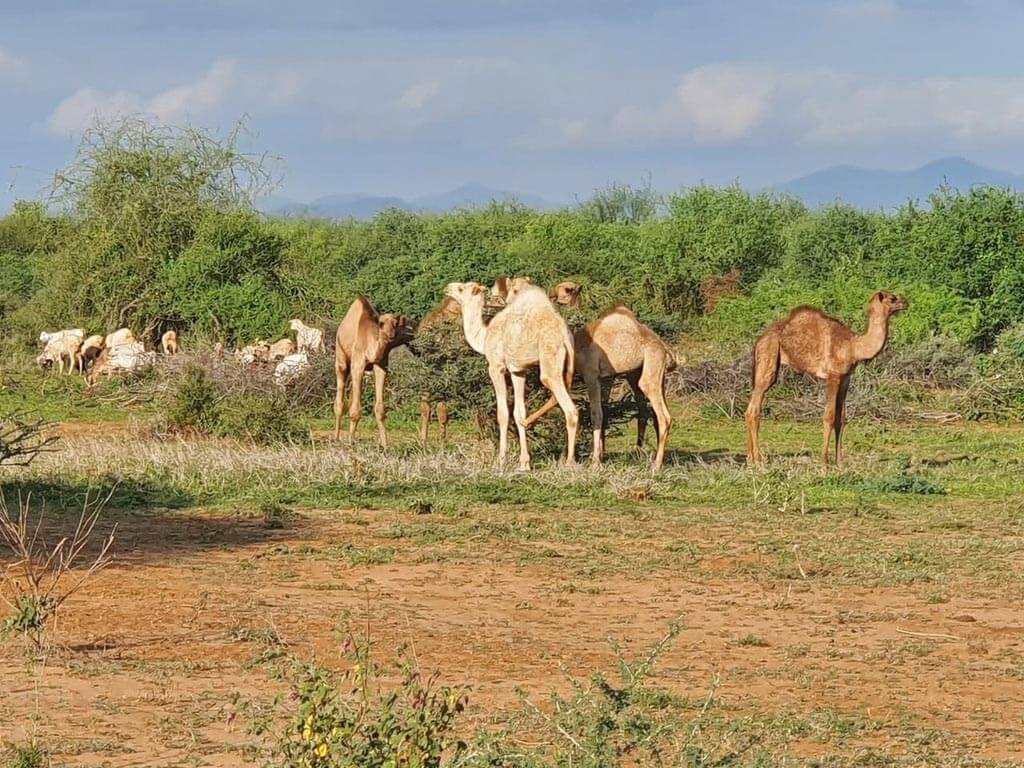 Innovations in agriculture